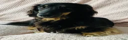 Miniature Dachshund dogs for sale: 3 year old black & cream mini long hair dachshund - Advert 3