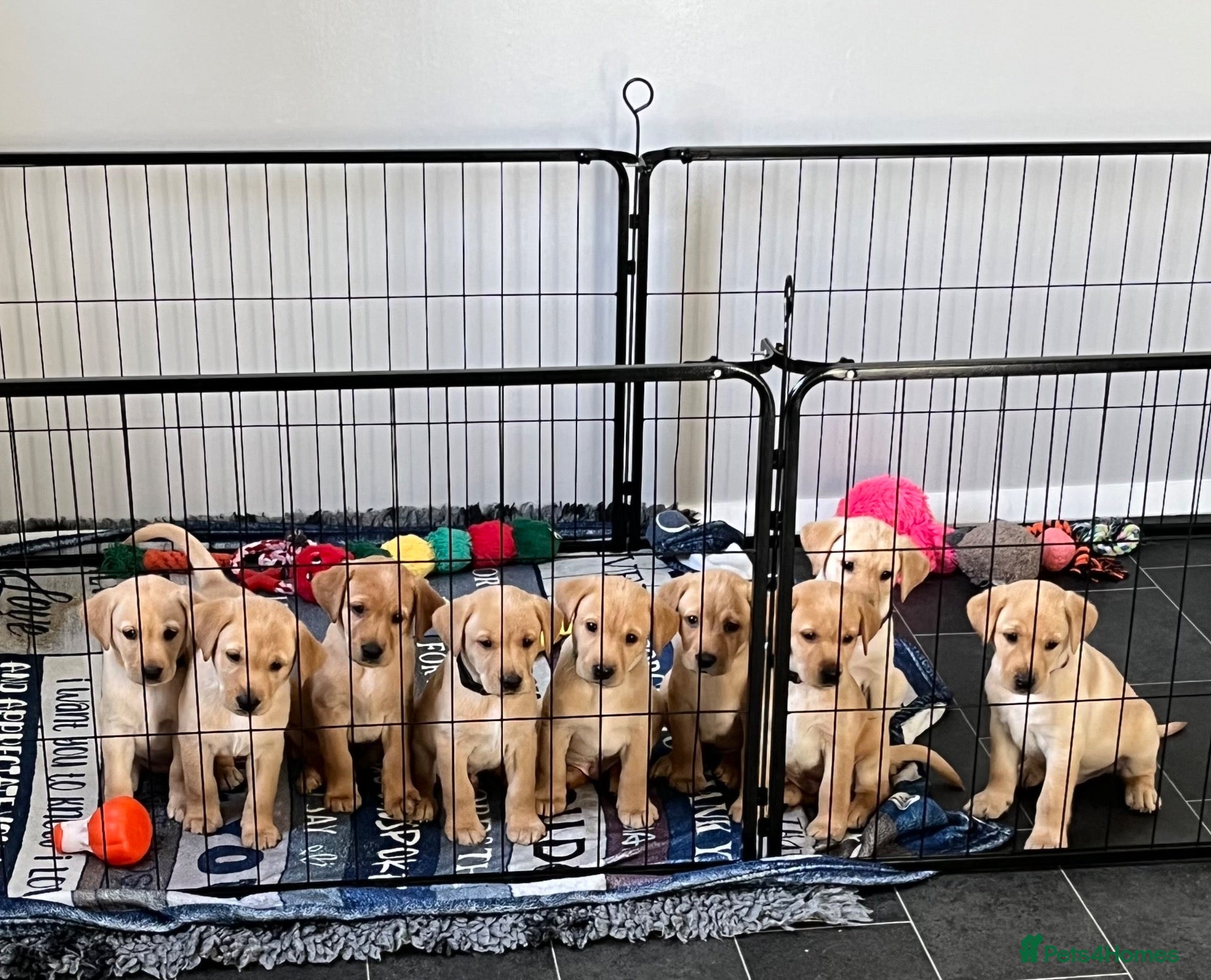 Labrador Retriever dogs for sale: Labrador Puppies – 7 Boys - Advert 2