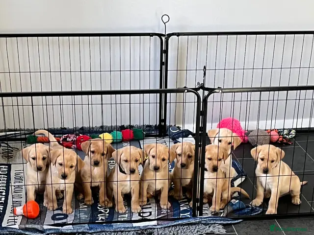 Labrador Retriever dogs for sale: Labrador Puppies – 7 Boys - Advert 2