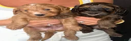 Cockapoo dogs for sale: Beautiful Cockerpoo puppies Mixture of colours  in Staines - Advert 6