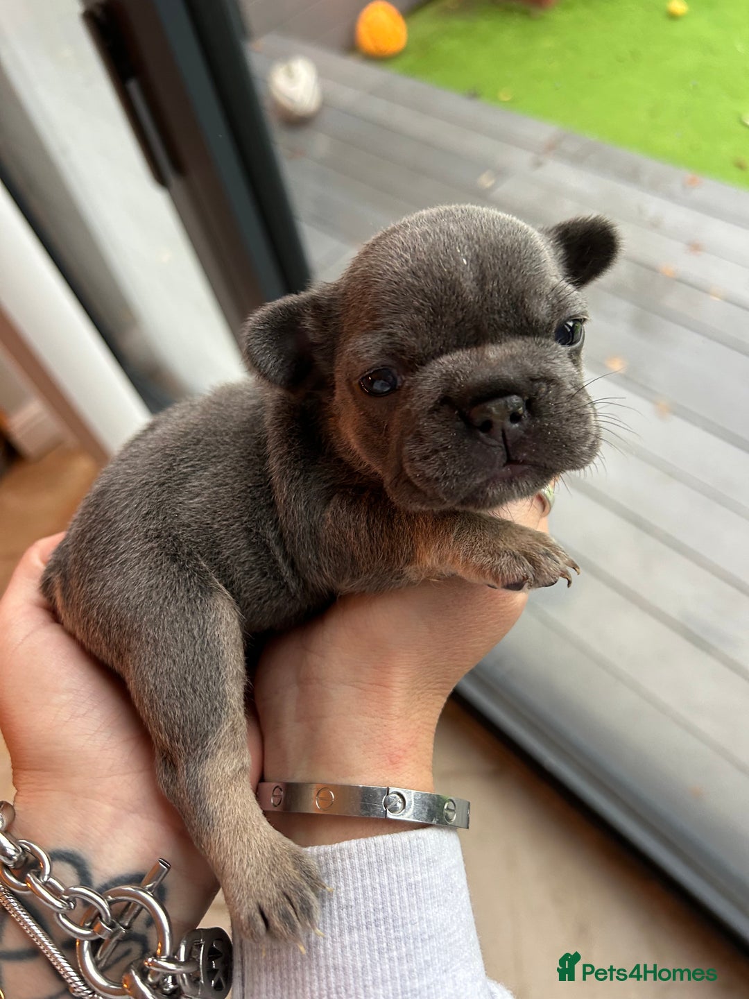 French Bulldog dogs for sale: Frenchies ⭐️ ready 24/12/2025 - Advert 3