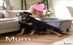 Rottweiler dogs for sale: Pregnancy Announcement - Chunky Rottweiler Puppies - Image 3