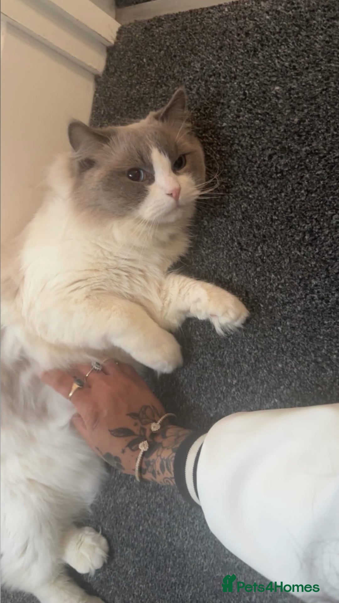 Ragdoll cats for stud: TICA RAGDOLL STUD CAT FOR SALE GRAND EUR CHAMP BL! - Image 6