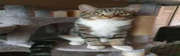 Mixed Breed cats for sale: Cross Maine Coon for sale - Advert 8