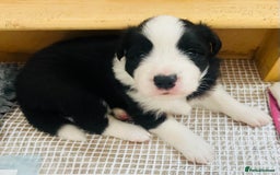 Border Collie dogs for sale: Border Collie Puppies (DNA clear tested parents) - Image 32