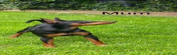 Miniature Pinscher dogs for sale: Stunning Miniature Pinscher Boy 💕 - Advert 9