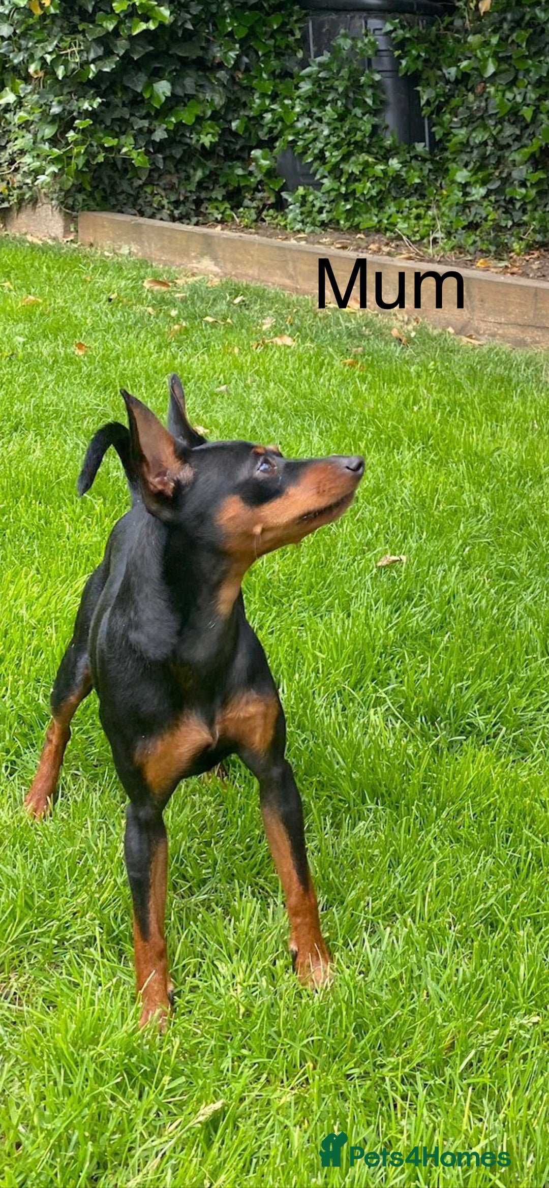 Miniature Pinscher dogs for sale: Stunning Miniature Pinscher Boy 💕 - Advert 9