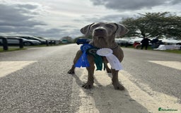Weimaraner dogs for stud: Proven Stunning kc registered weimaraner for stud  in West Bromwich - Image 10