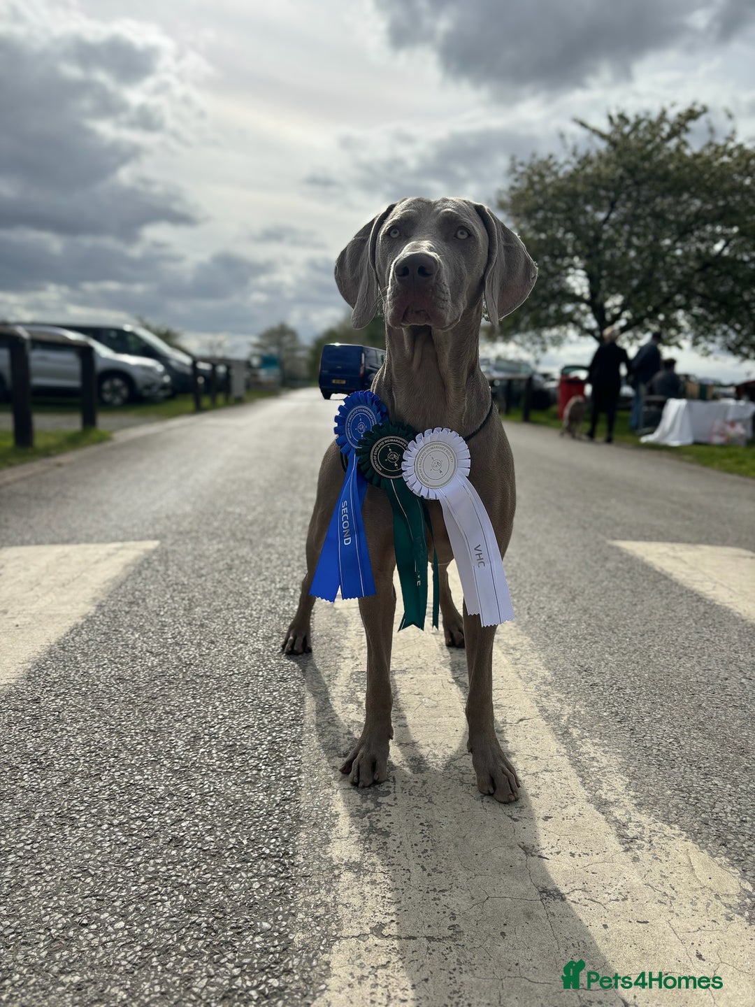 Weimaraner dogs for stud: Proven Stunning kc registered weimaraner for stud  in West Bromwich - Image 10