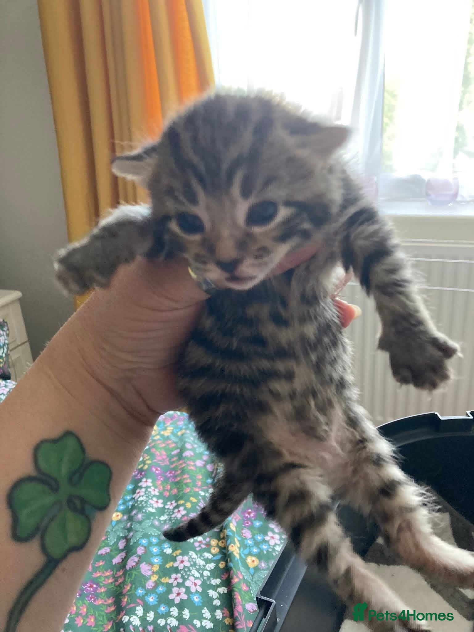 Mixed Breed cats 4 beautiful kittens available  - Advert 14