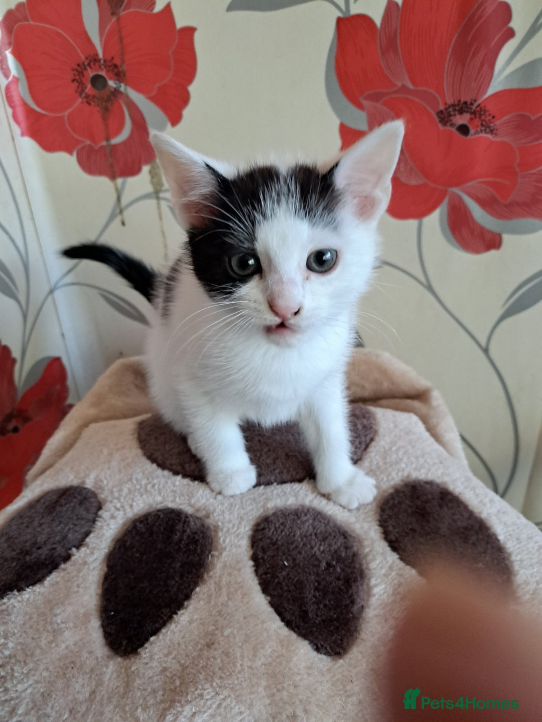 Mixed Breed cats for sale: 3 adorable kittens for sale - Image 2