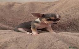 Chihuahua dogs for sale: 🌸🐶 Chihuhua Puppies 🐶🌸 - Image 4