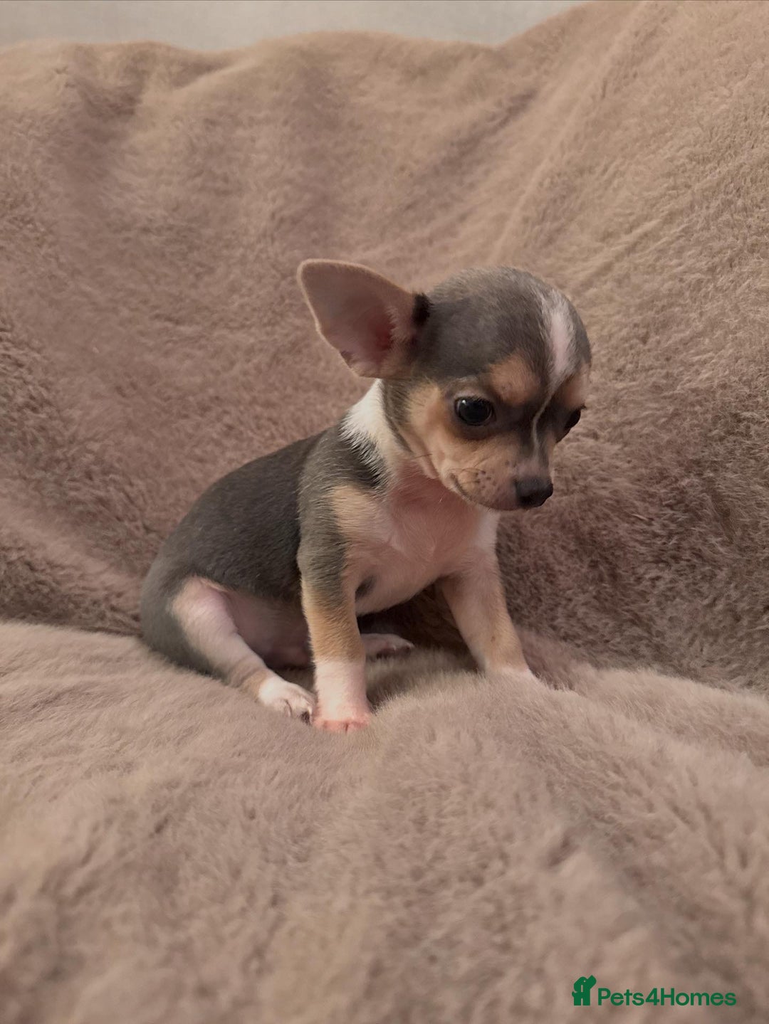 Chihuahua dogs for sale: 🌸🐶 Chihuhua Puppies 🐶🌸 - Image 4