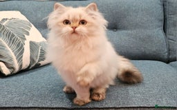 Scottish Fold cats for sale: Excellent Scottish straight kittens  - Advert 30