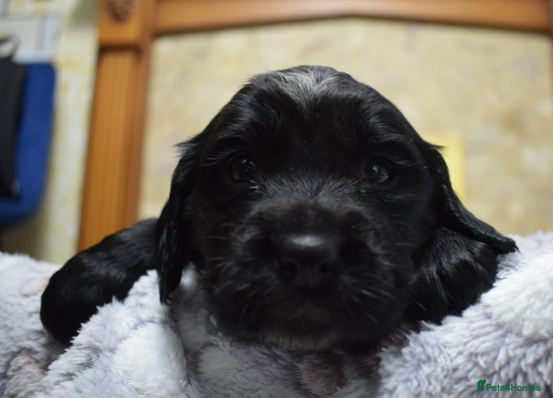 Cocker Spaniel dogs for sale: last puppy (girl) of the Working Cocker Spaniel - Advert 25