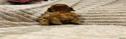 Cavapoo dogs for sale: Adorable red cavapoos!  - Advert 13