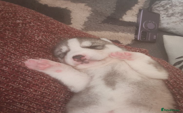 Siberian Husky dogs - Advert 1