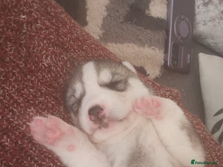 Siberian Husky dogs - Advert 8