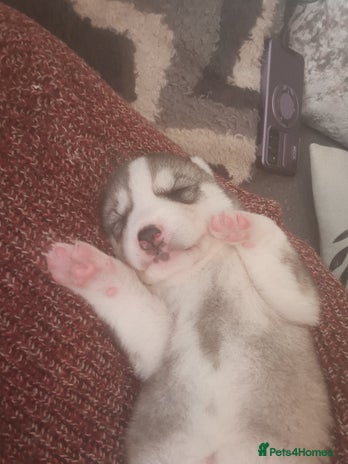 Siberian Husky dogs - Advert 1