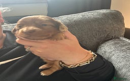 Miniature Dachshund dogs for sale: Long haired Dapple Puppy ready to leave  - Image 1