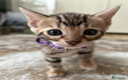 Bengal cats for sale: ❤️ Gorgeous Pure Bengal Kittens Available ❤️ - Image 25