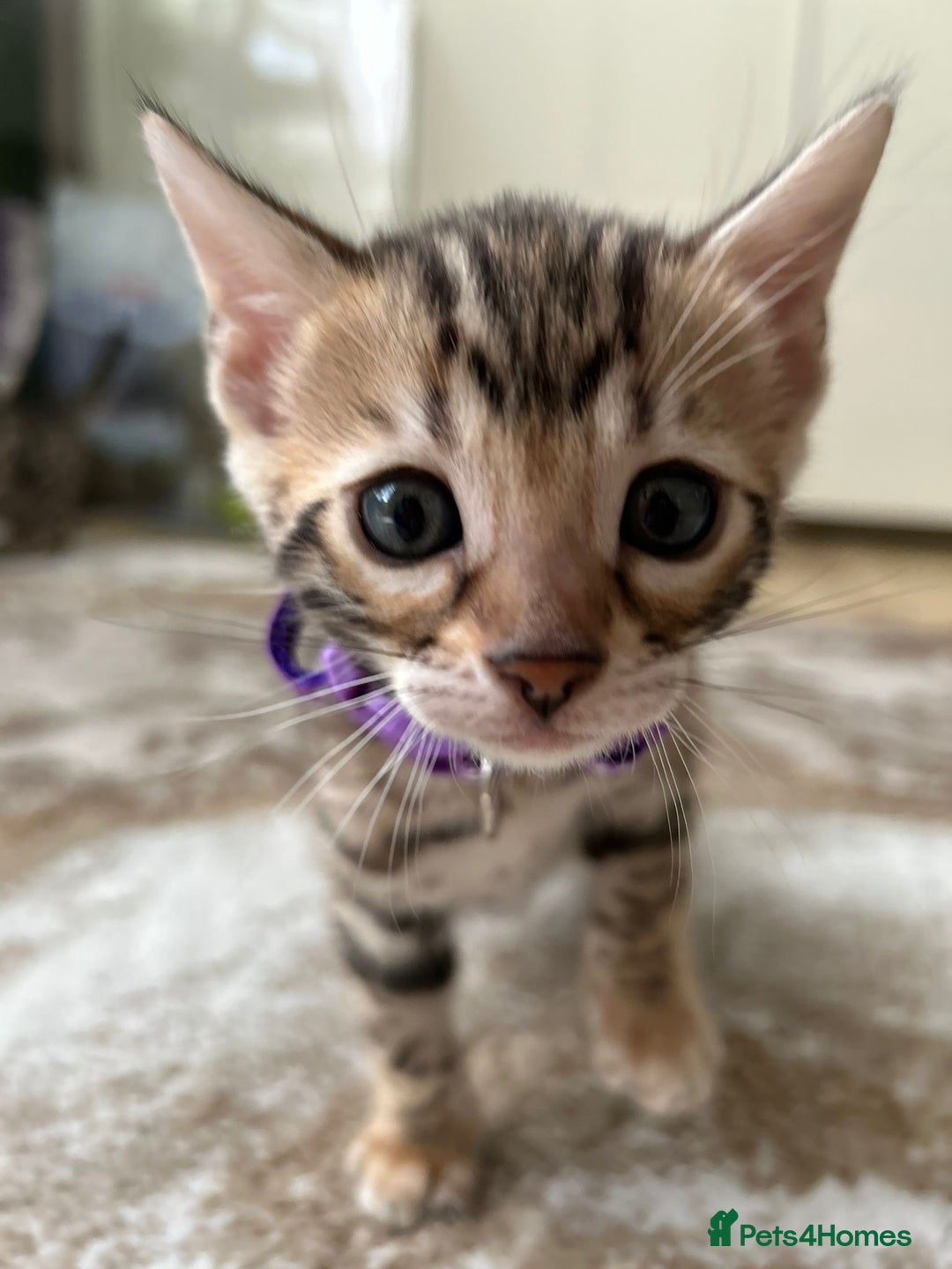 Bengal cats for sale: ❤️ Gorgeous Pure Bengal Kittens Available ❤️ - Image 25
