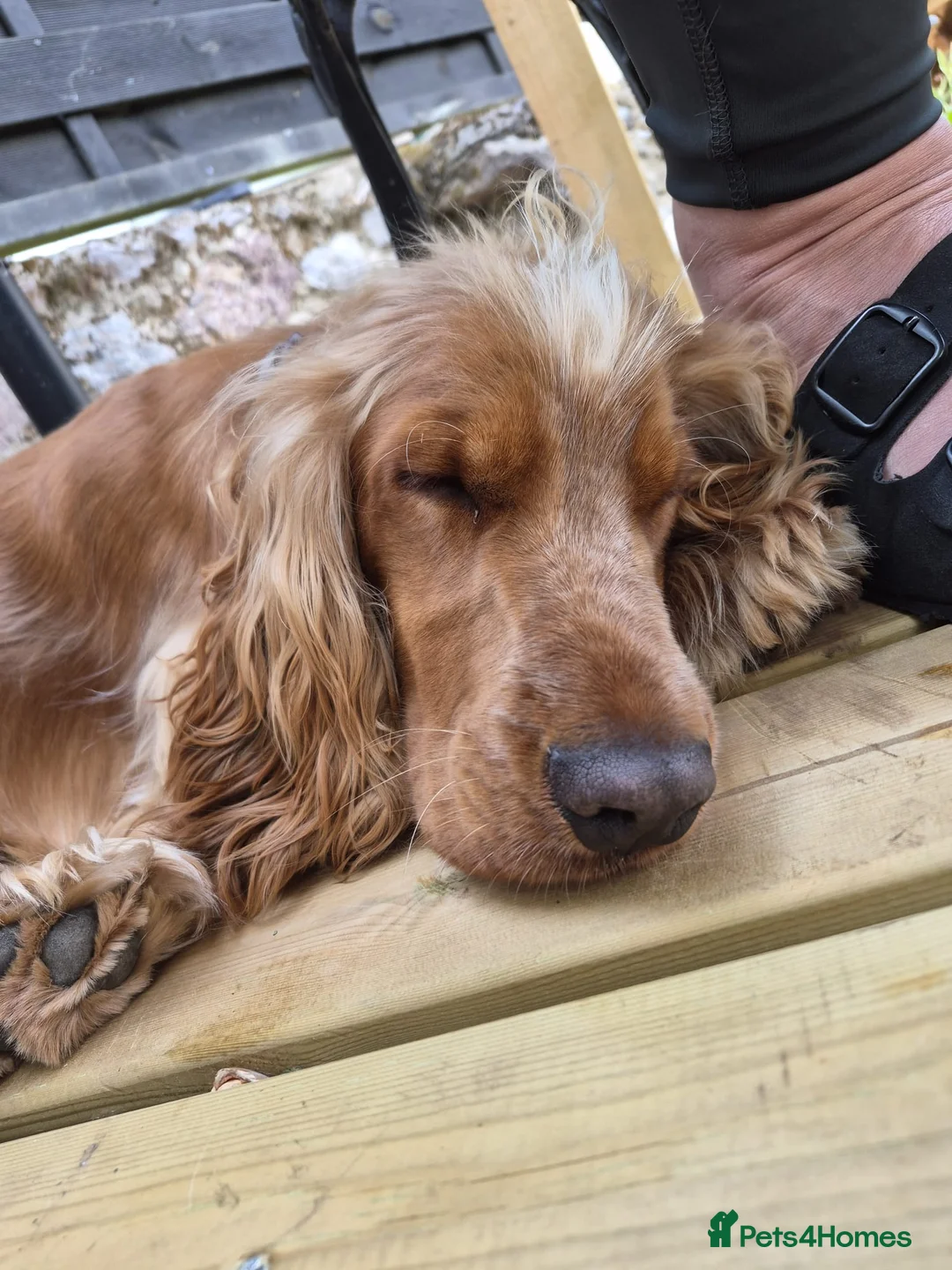 Cocker Spaniel dogs for sale: Cocker spaniel pup in Newton Abbot - Advert 4