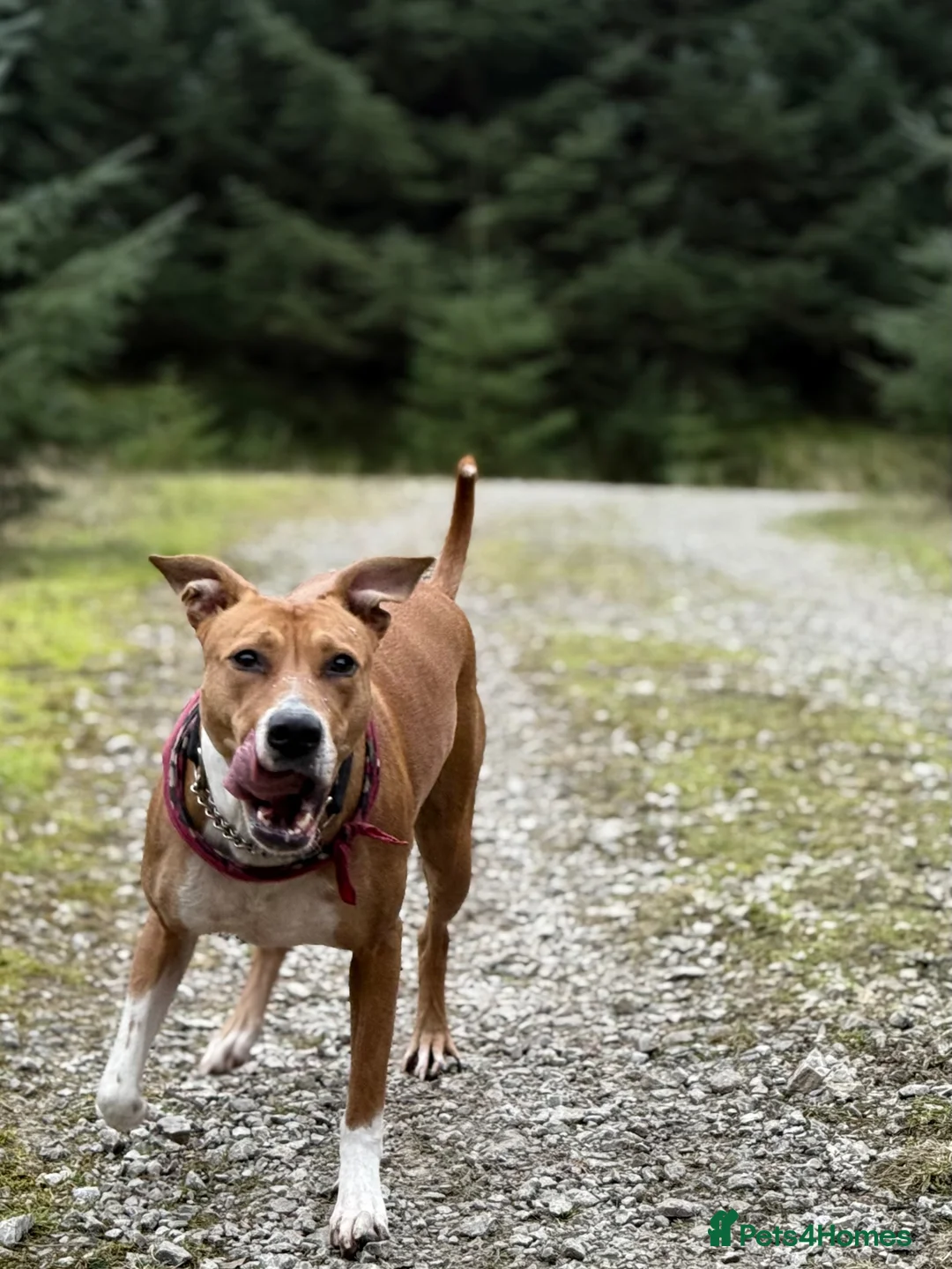 Mixed Breed dogs for sale: Nala - beautiful family dog  - Advert 7