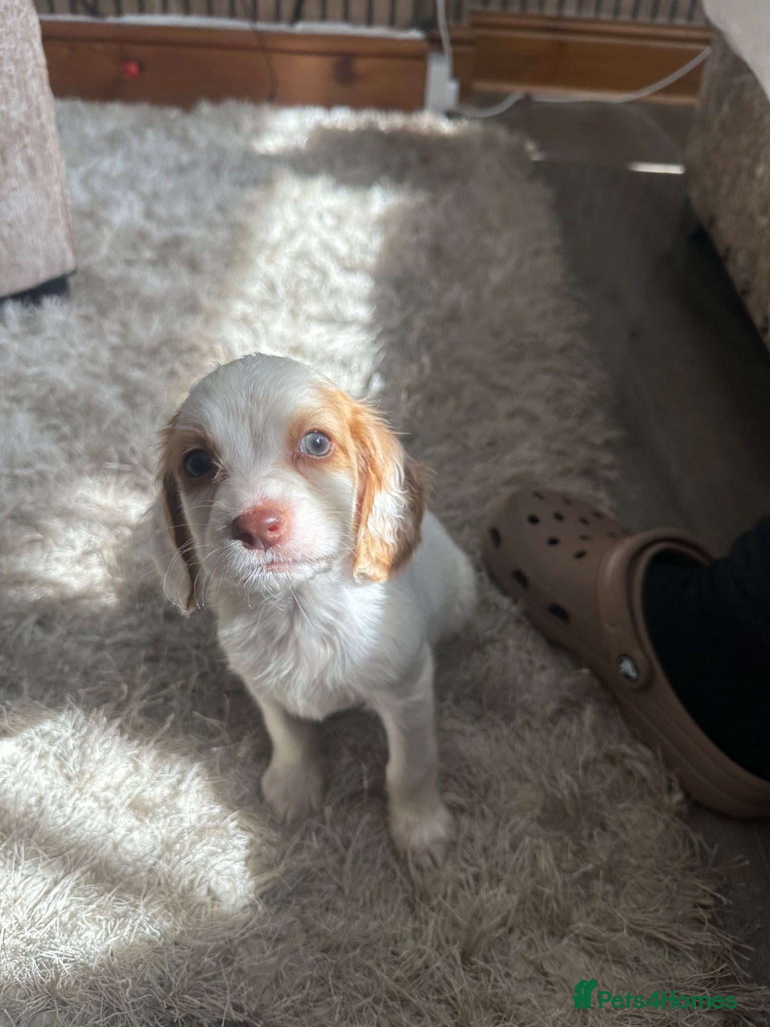 Cocker Spaniel dogs Cocker spaniel puppies boys left - Advert 10