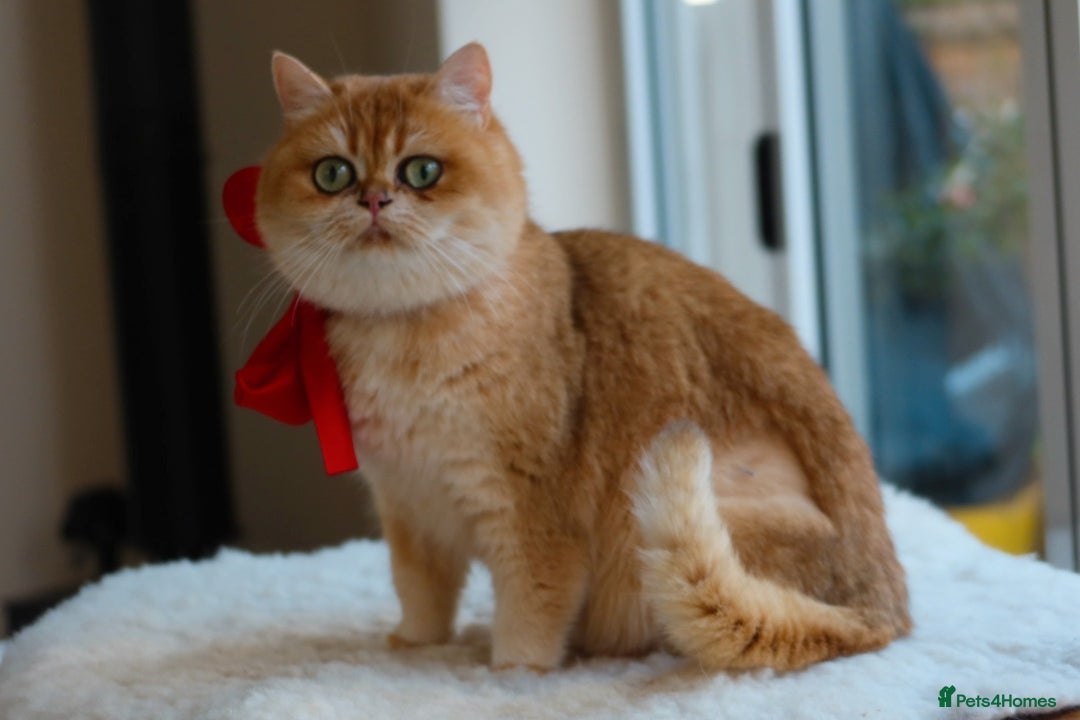 British Shorthair cats for sale: Golden British Shorthair Girl - 1 year old  - Advert 3