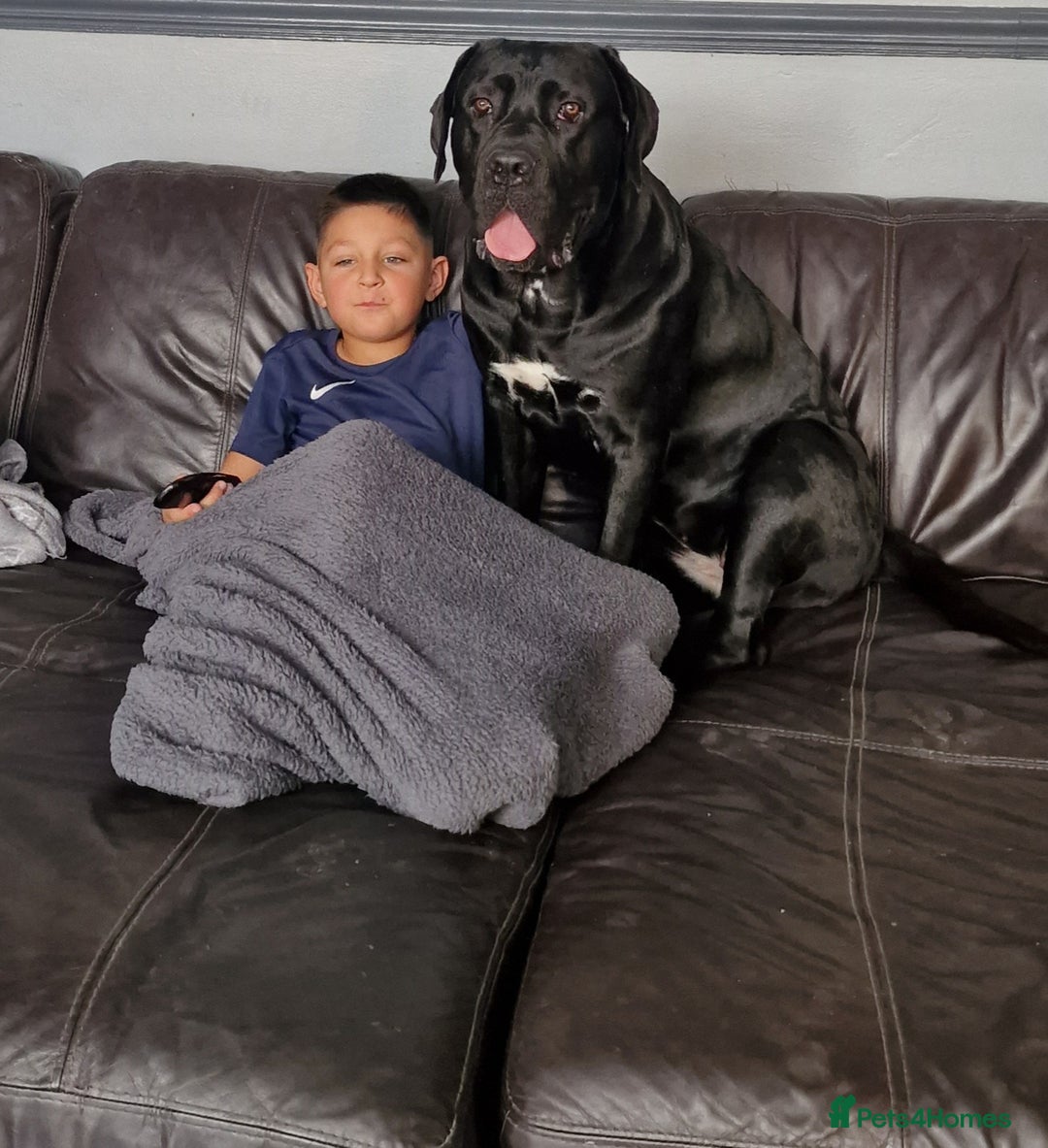 Cane Corso dogs for sale: ULTIMATE CANE CORSO PUPPIES  - Image 18