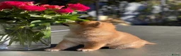 Japanese Shiba Inu dogs for sale: Clear DNA red Shiba Inu puppy champion parents - Advert 3