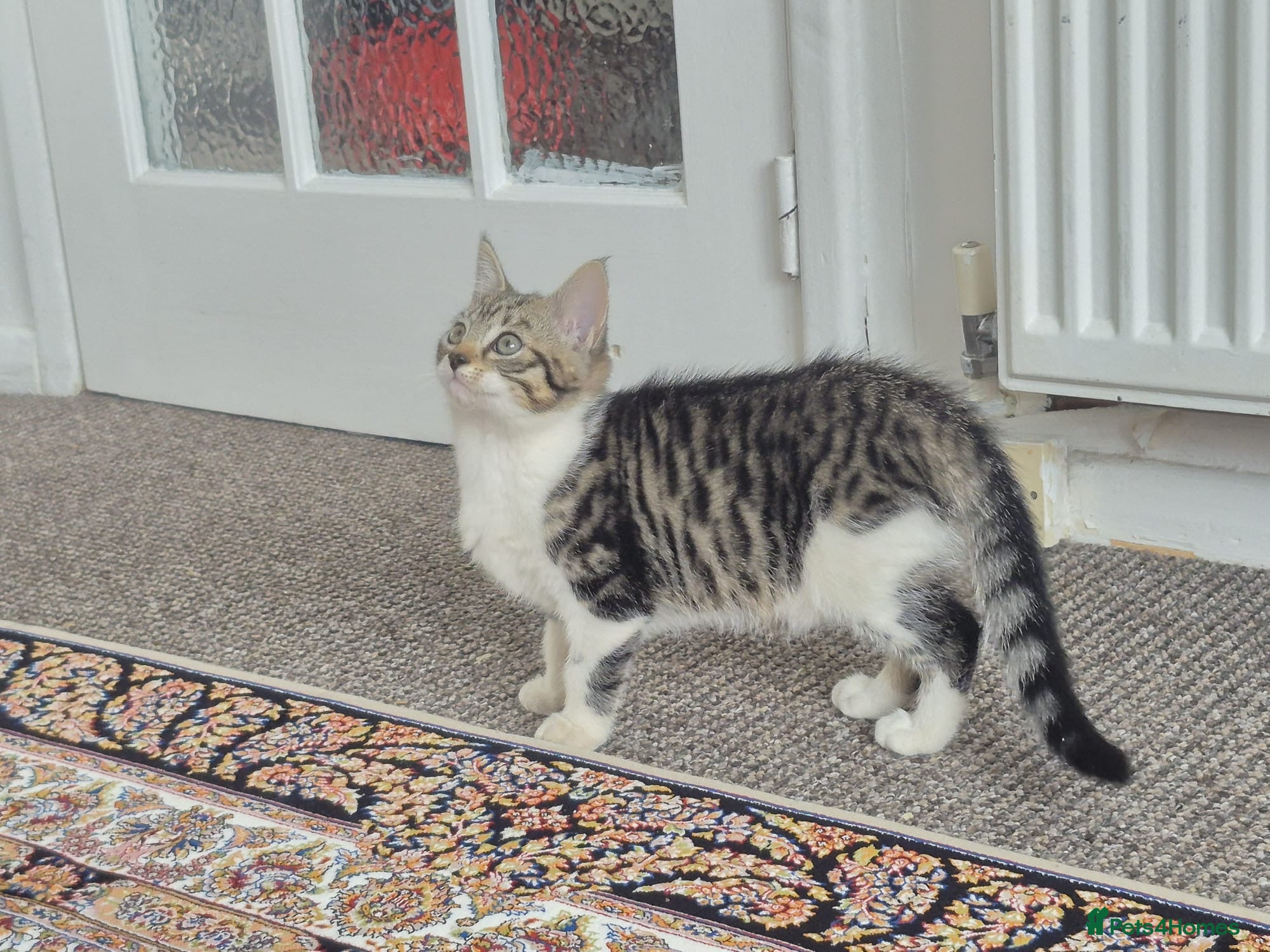 British Shorthair cats for sale: Tabby short hair kittens  - Advert 10
