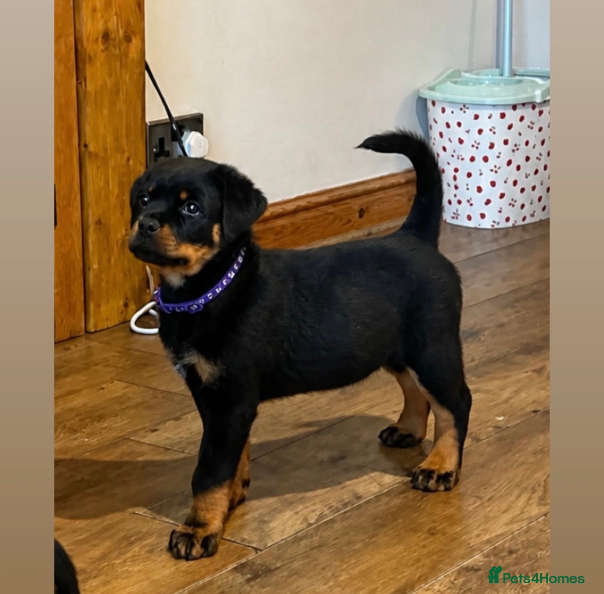 Rottweiler dogs Gorgeous Rottweiler puppies - Advert 5