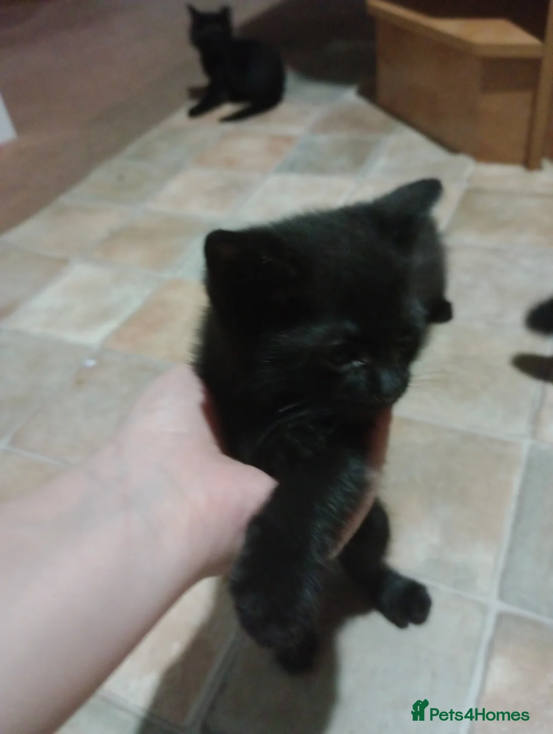 Mixed Breed cats for sale: 4 little kittens looking for new home - Advert 2