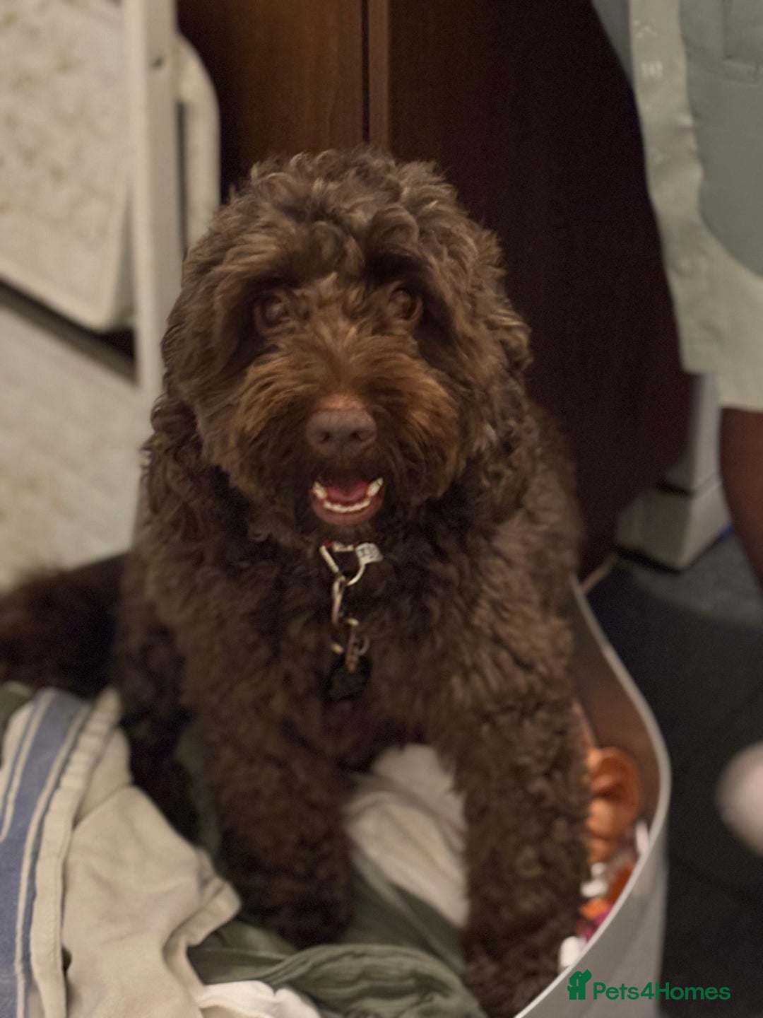 Cockapoo dogs for sale: F2 cockerpoo puppies  - Advert 32