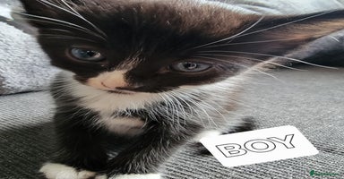 Mixed Breed cats - Advert 13
