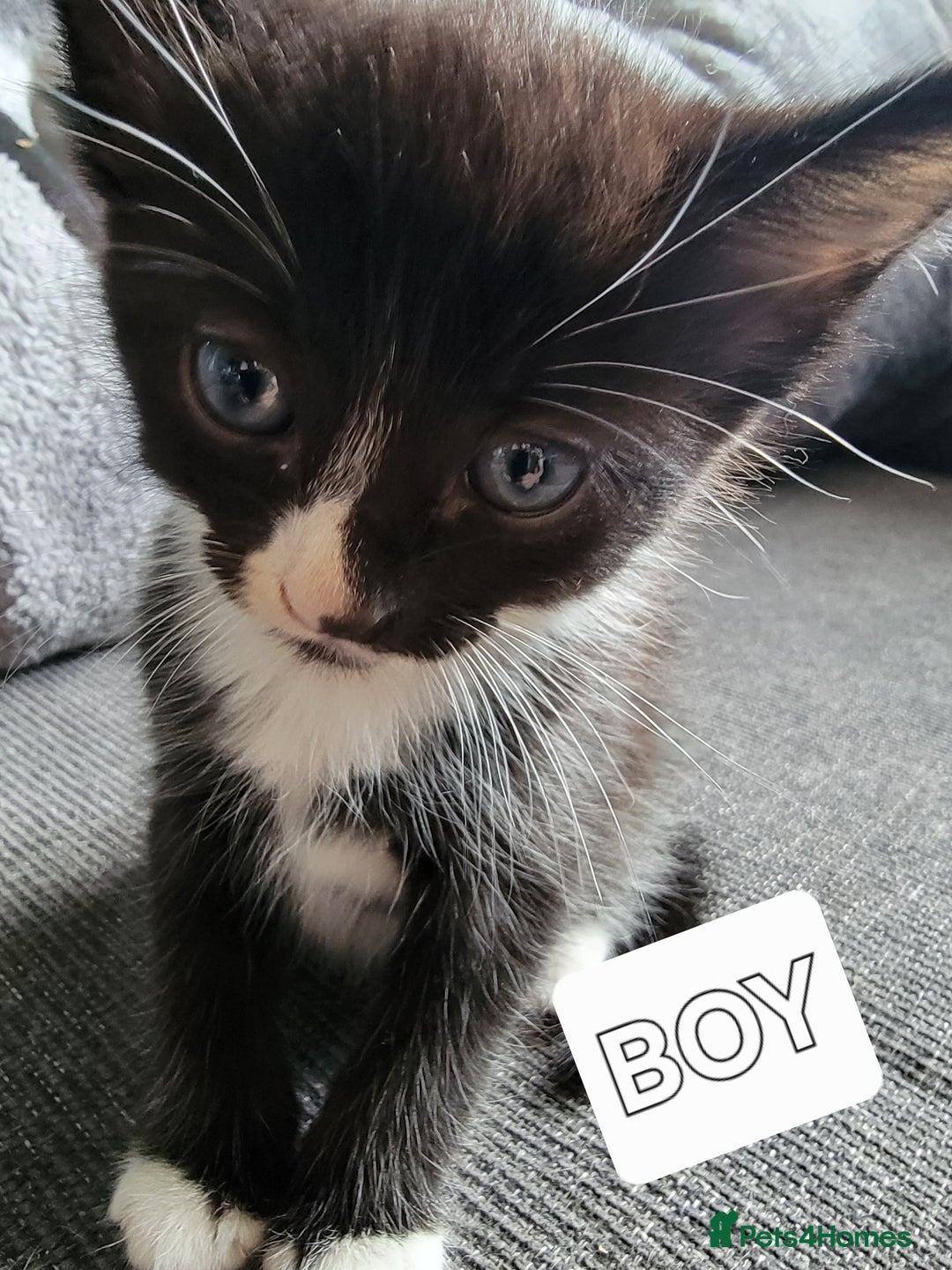 Mixed Breed cats for sale: 5 Beautiful kitten for sale - Image 3