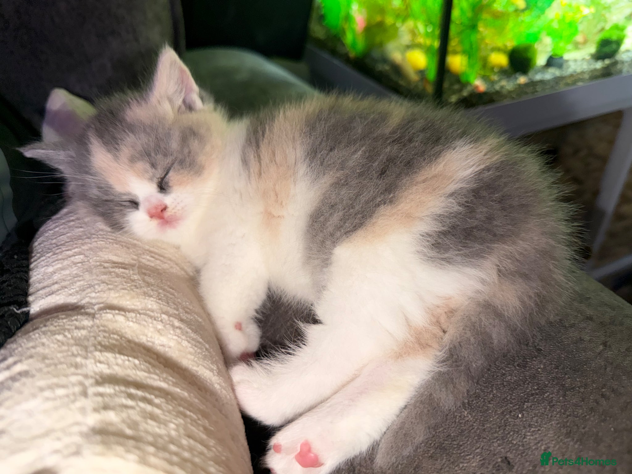British Shorthair cats British shorthair kittens 1 calico girl left 😍 - Advert 12