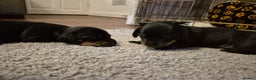 Miniature Dachshund dogs for sale: Beautiful miniature doxies  - Advert 7