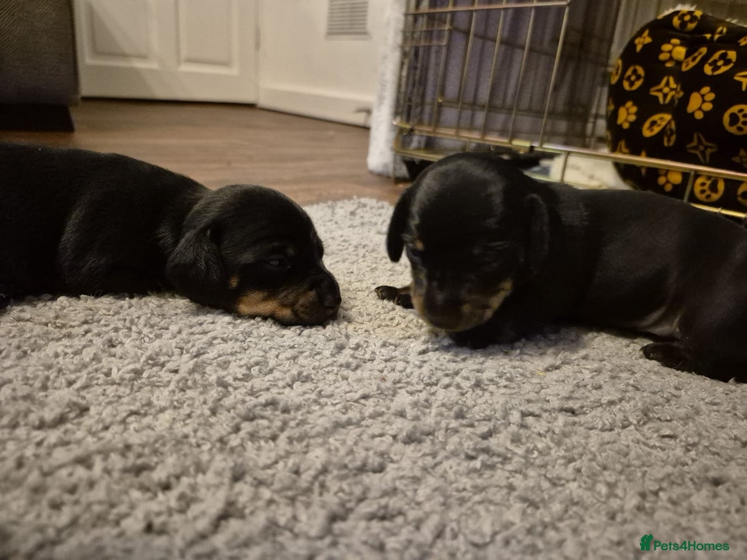 Miniature Dachshund dogs for sale: Beautiful miniature doxies  - Advert 7