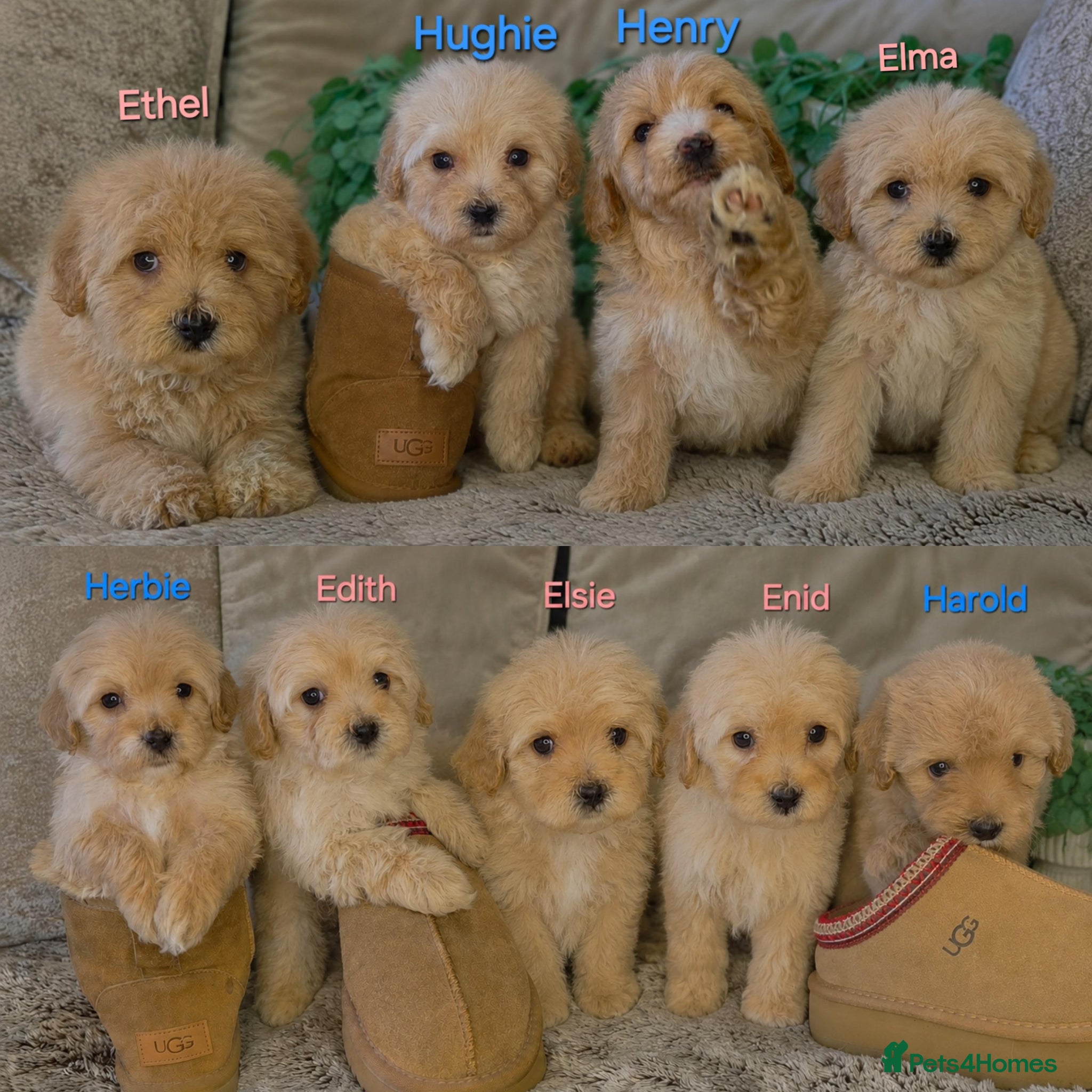 Maltipoo dogs Quality Toy Maltipoos Japan & USA CHAMPION lines  - Advert 1