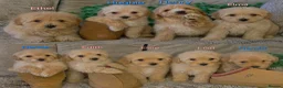 Maltipoo dogs for sale: Quality Toy Maltipoos Japan & USA CHAMPION lines  - Advert 1