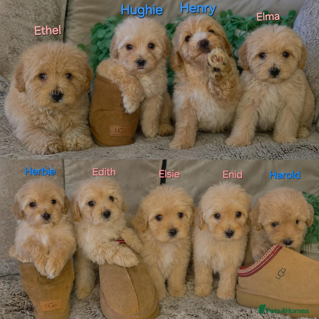 Maltipoo dogs for sale: Quality Toy Maltipoos Japan & USA CHAMPION lines  - Advert 1