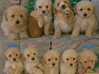 Maltipoo dogs Quality Toy Maltipoos Japan & USA CHAMPION lines - Advert 2