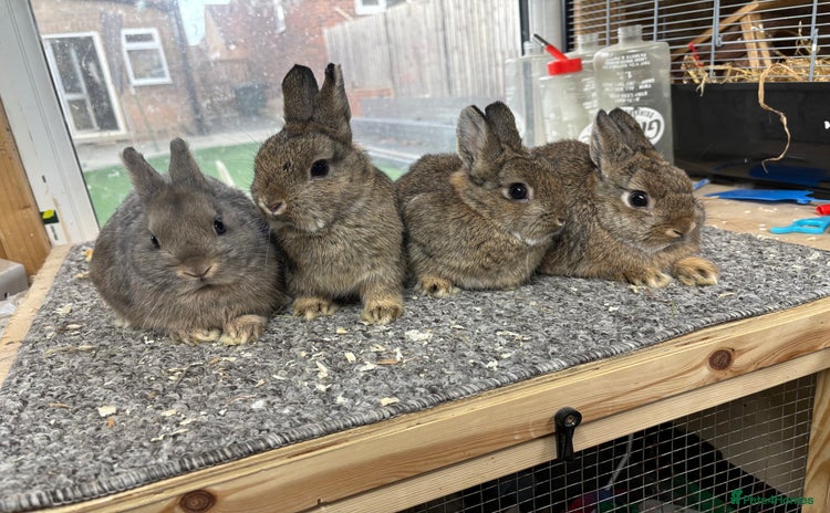 Netherland Dwarf rabbits - Advert 4