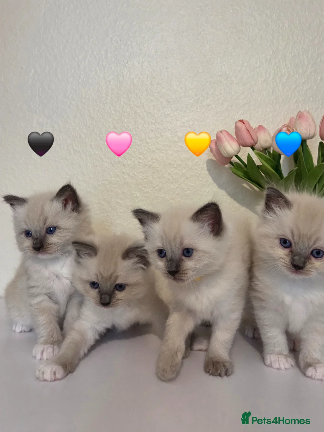 Ragdoll cats for sale: Fluffy Blue-Eyed Ragdoll Kittens - Advert 2