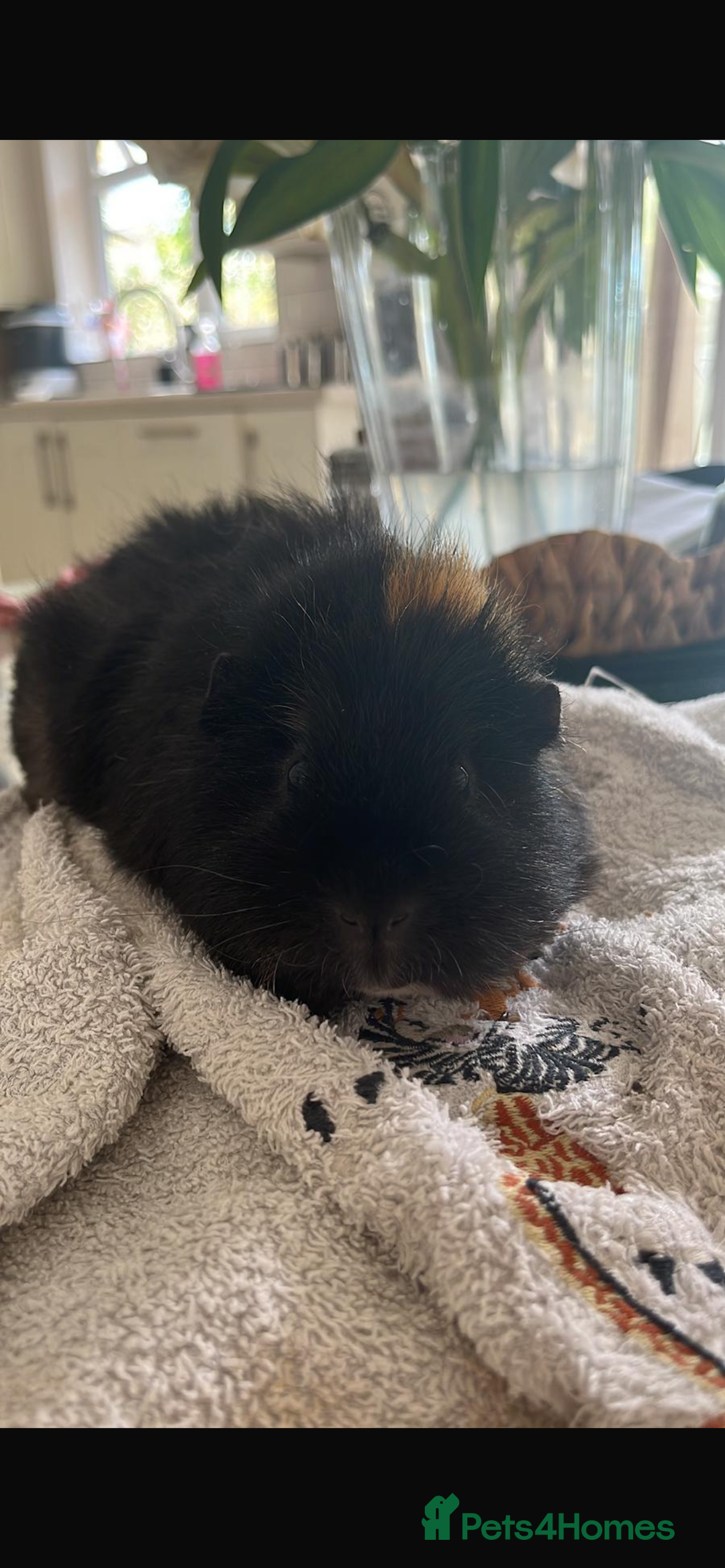 Guinea Pig rodents for sale: rehoming my guinea pig - Advert 2