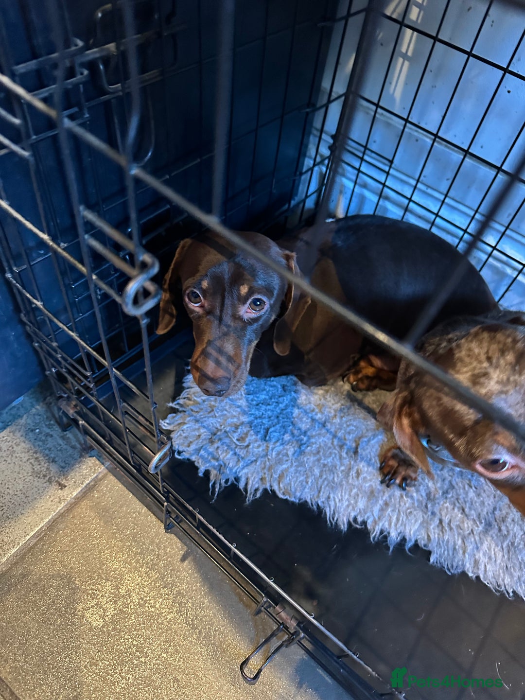 Miniature Dachshund dogs for sale: 2 Amazing girls - Advert 9