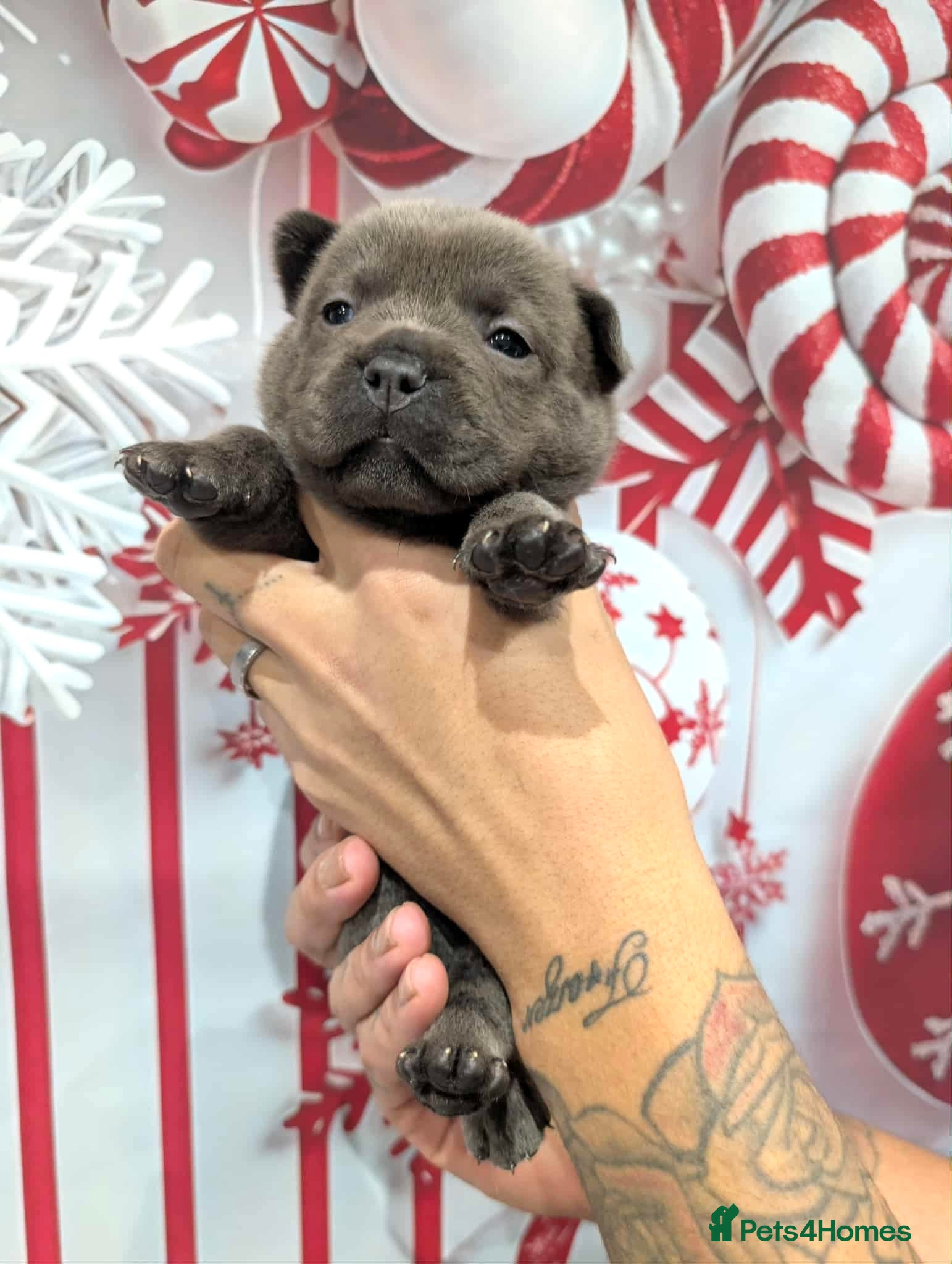 Chow Chow dogs French chows  - Advert 3